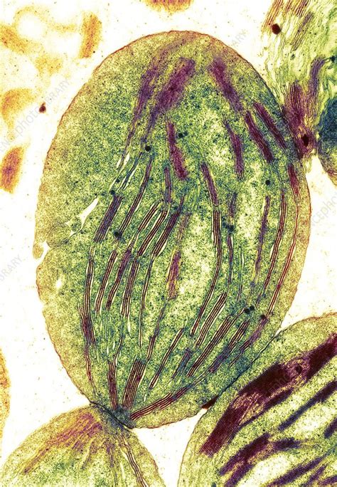Chloroplast, SEM - Stock Image - C001/7607 - Science Photo Library