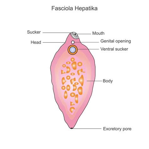 Platyhelminthes Trematoda Fasciola Hepatica
