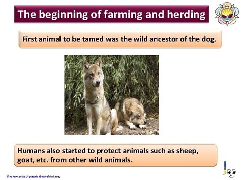 Beginning of Farming 的图像结果