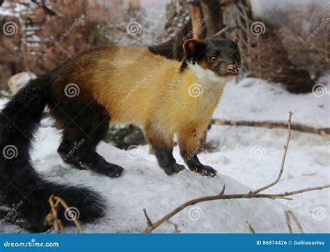 Yellow-throated Marten Kharza Stock Photo - Image of brown, throat ...