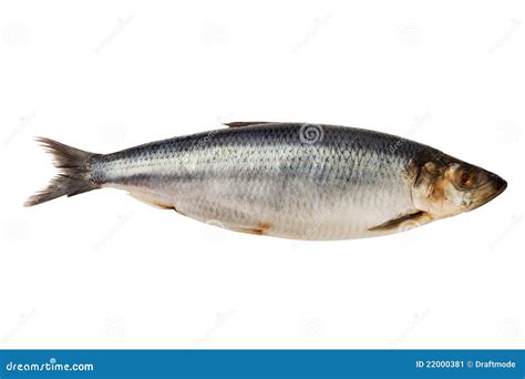 Herring fish stock image. Image of shiny, healthy, nutrition - 22000381