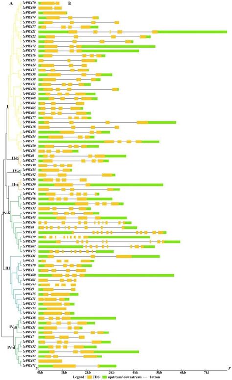 Genome-Wide Identification and Expression Analysis of the Class III ...