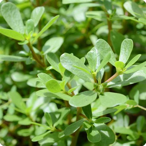 Purslane Seeds - Tall Green – The Incredible Seed Company Ltd