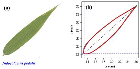 A General Leaf Area Geometric Formula Exists for Plants—Evidence from ...