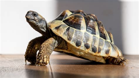 Image result for Turtle Shell Front Back