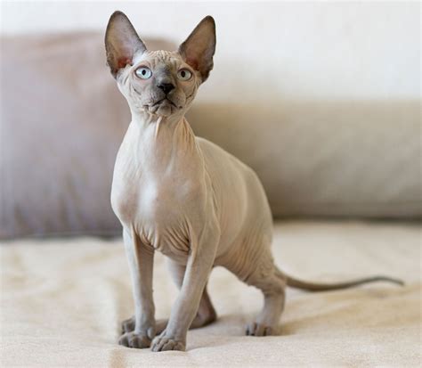 Die Sphynx Katze im Rasseportrait | stylecats® Magazin