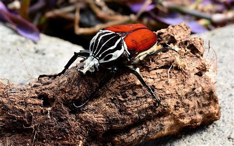 World's Largest Insect, Goliath Beetle, Faces Extinction: How to Save Them