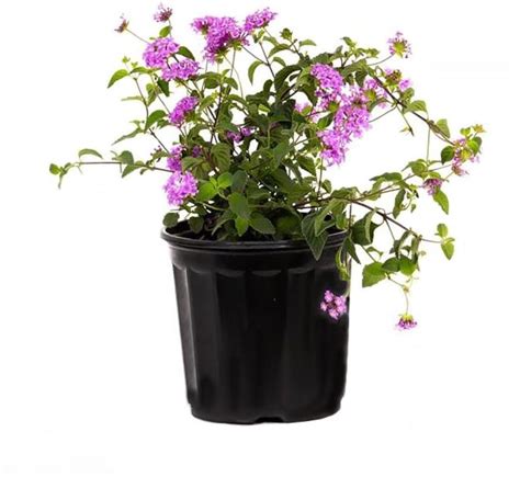 American Plant Exchange Lantana Lavender Live Plant, 6-Inch Pot, Purple ...
