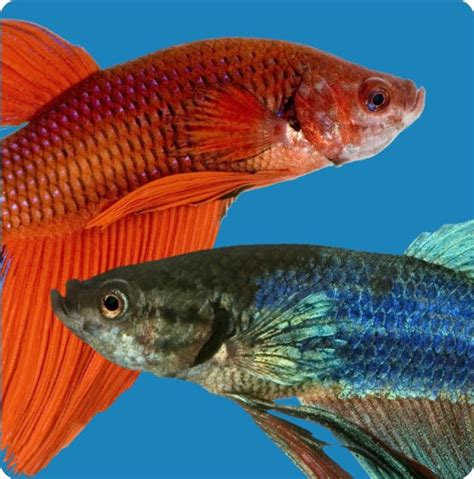 Image result for Poisson Animal