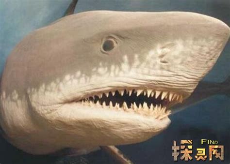 《口袋妖怪》全精灵对战配招及打法攻略_No.319-巨牙鲨-游民星空 GamerSky.com