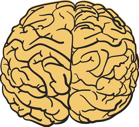 Cartoon Brain Clip art - Brain png download - 4500*3214 - Free ...