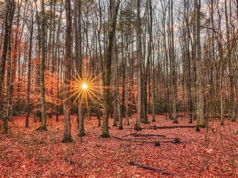 Download wallpaper 800x600 forest, trees, autumn, leaves, sun, rays ...