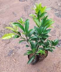 Sapatu Small Plant – Gardengram