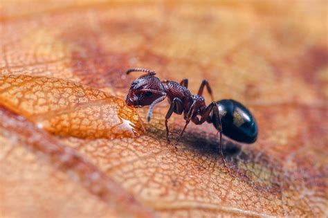 小小蚂蚁|摄影|风光摄影|老虎仔 - 原创作品 - 站酷 (ZCOOL)