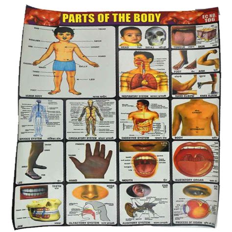 AFH Parts of The Body Project Chart Sticker Pack of 2 Educational ...