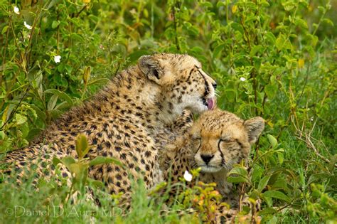 #749098 Cheetahs, Cubs, Big cats, Grass - Rare Gallery HD Wallpapers