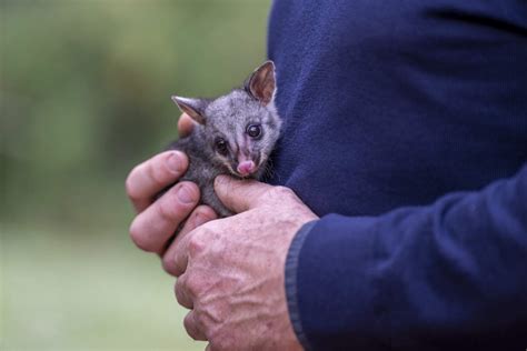 Volunteer rehabilitator | Wildlife Victoria