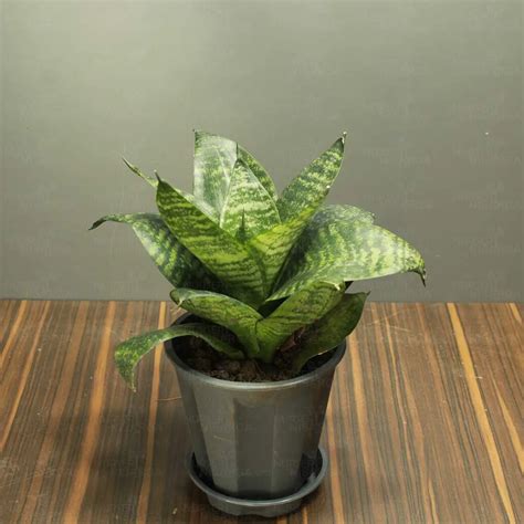 Dwarf Snake Plant with Colour Pot | Buy Online At Nursery Nisarga