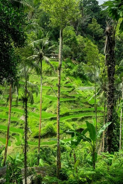 Rizières Ubud Bali | Photo Gratuite