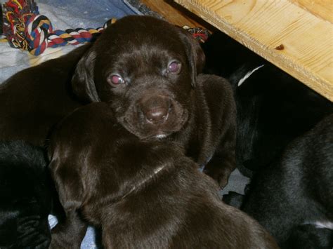 Tiere Kleinanzeigen Vesser Anzeigenmarkt Vesser