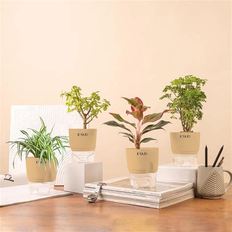 KYARI Jade-Spider-Aralia Green-Aglaonema Lipstick Combo of 4 Indoor ...