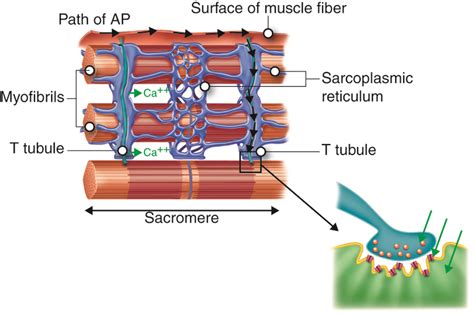 Neuromuscular junction — lesson. Science CBSE, Class 10.