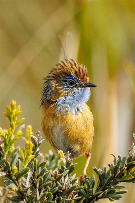 Southern Emu-wren in Australia 25932870 Stock Photo at Vecteezy