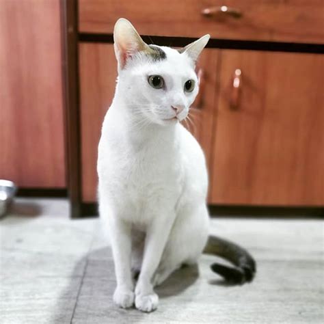 Dobby | Catopia Blog