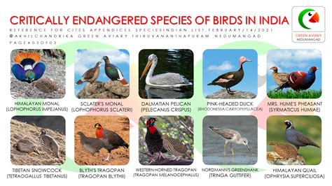 Endangered Species Of Birds In The Philippines - Free