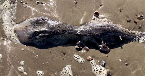 Alien Beach Creature 的图像结果