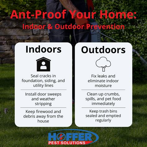 Do Ants Hibernate in Florida? Winter Pest Guide