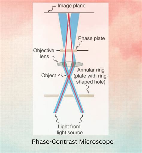 The Marvelous Journey of Discovery: Invention of the Microscope - Evolution Of The Progress