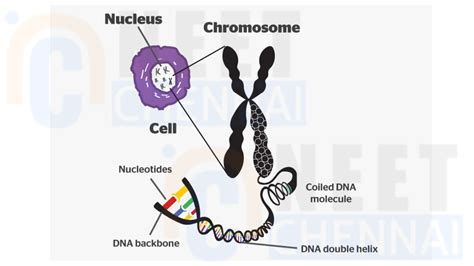 Difference Between Homologous and Non Homologous Chromosomes - Neet Chennai
