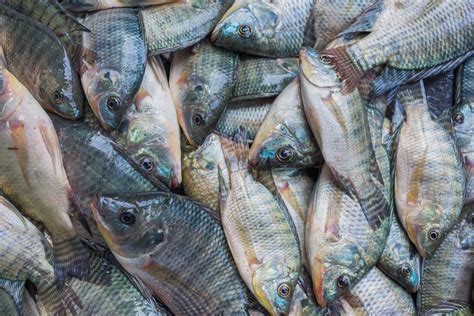 5 benefits and properties of tilapia