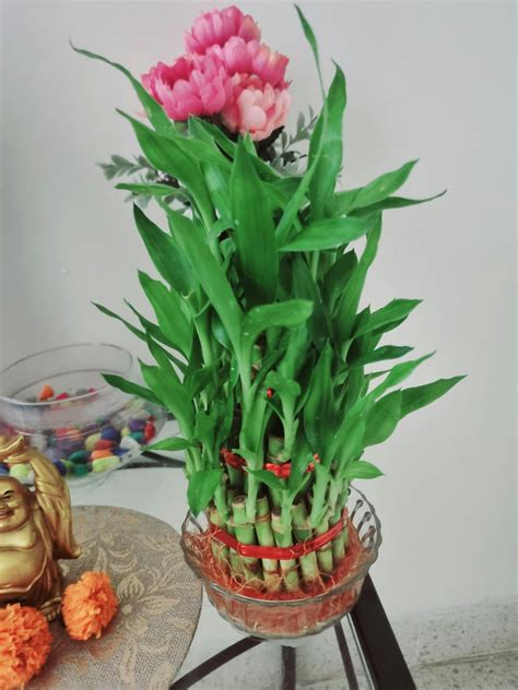 3 Layered Lucky Bamboo Plant for Good fortune and Positive vibes – Ugaoo