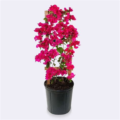 Bougainvillea Trellis Plant for Sale | Landscape Plant