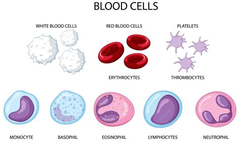 Red Blood Cells And White Blood Cells Diagram