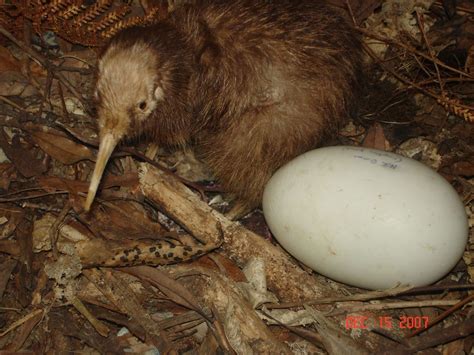 Kiwi Bird Egg Size Comparison