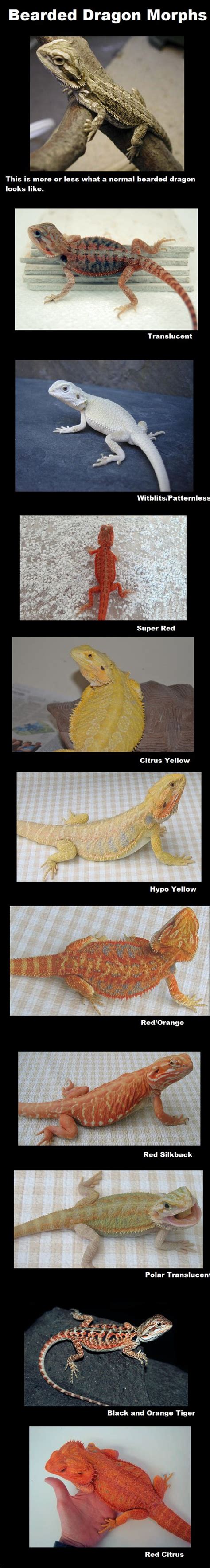 Retic Python Pet 的图像结果