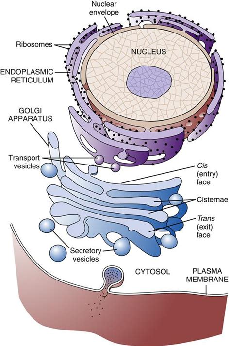 Cell Structure and Function 的图像结果