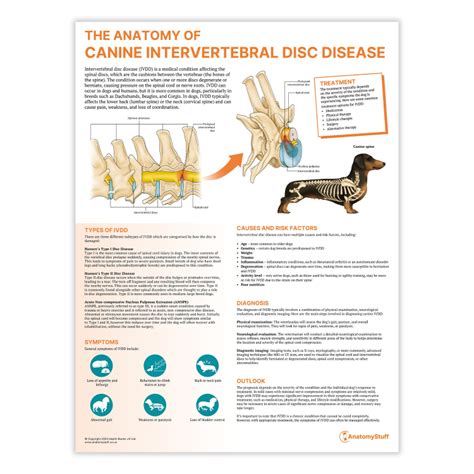The Anatomy of Canine Intervertebral Disc Disease Chart/Poster ...
