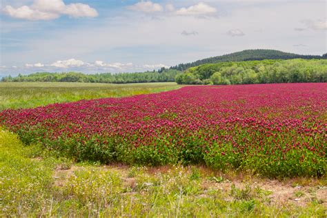 Beginning of Farming 的图像结果