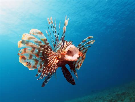 Lionfish Eating
