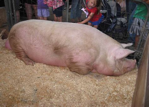 The largest pig in the world Big Bill, weighs 2,552 lbs. | Big pigs ...