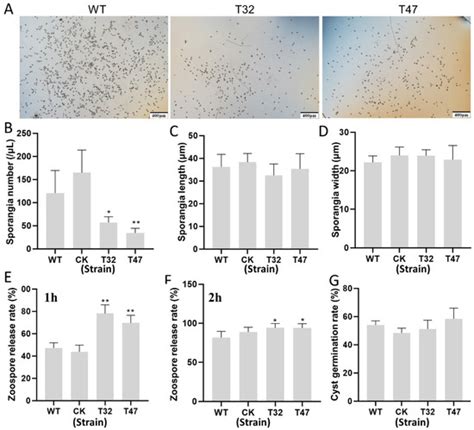 Autophagy-Related Gene PlATG6a Is Involved in Mycelial Growth, Asexual ...