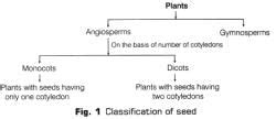 Lab Manual: Dicot Seed - Class 10 PDF Download