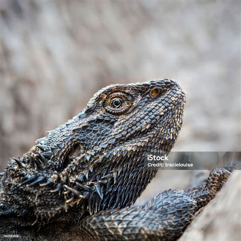 Eastern Bearded Dragon Stock Photo - Download Image Now - Bearded ...