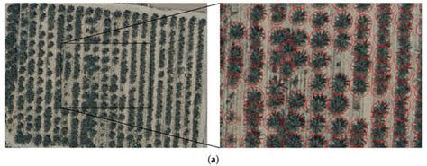 Individual Palm Tree Detection Using Deep Learning on RGB Imagery to ...