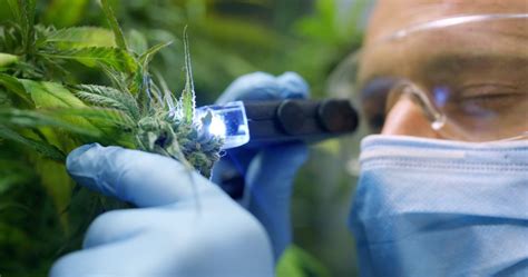 O aroma e o sabor da cannabis além dos terpenos- Philosopher Seeds