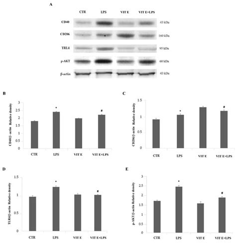α-Tocopherol Protects Lipopolysaccharide-Activated BV2 Microglia